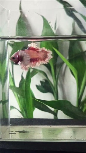 kft de bosque #cupanghias #komunitascupanghiasindonesia