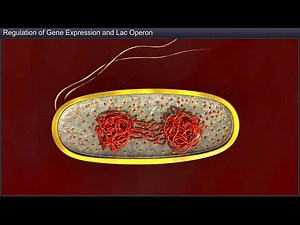 TeachNext | CBSE Grade 12 | Biology | Molecular Basis of Inheritance