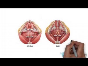 Pubococcygeus Muscle