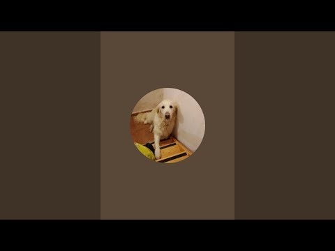 ¡David está emitiendo en directo!