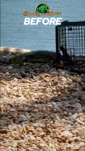 Trapping Iguana Infestation In South Florida