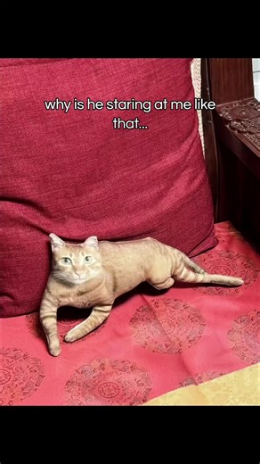 lowkey creepy send help #linkinbio #uglypillow #customizedpillow | pillow