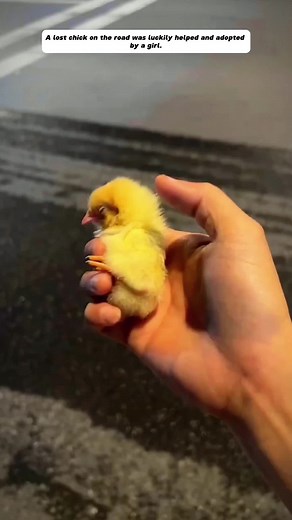 cuteanimals on TikTok