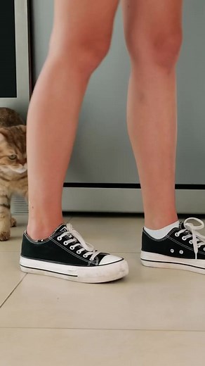 1.1M views · 10K reactions | Cool gadgets for cats! | 5-Minute Crafts Play | Facebook