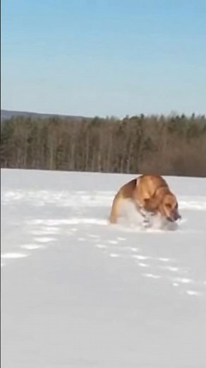 Dog playing in the snow | Bloodhound 🦮❄️
