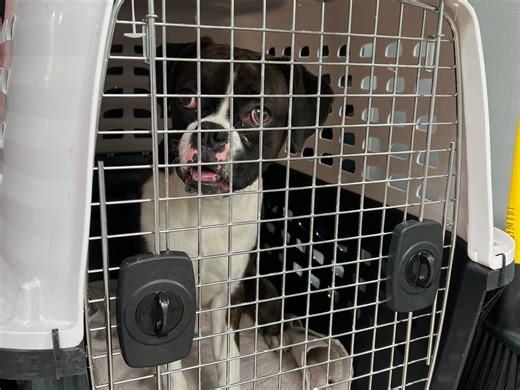 60 boxer dogs fill up MSPCA shelter from record-breaking surrender