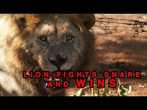 Lion Fights Snare And Wins!