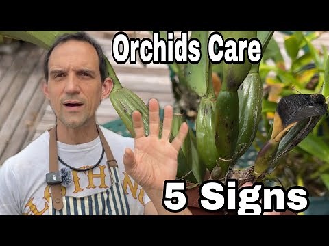 Understanding the Symptoms of Calcium Deficiency in Orchids!