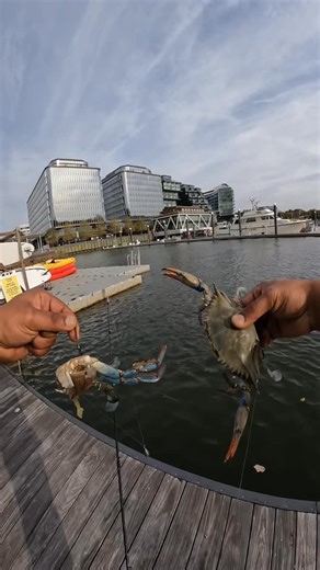 Pondhub Fishing on Instagram: "Live Crab vs Cut Crab! Which is better for Fishing? Follow for more 🎣 . . . . . #bassfishing #largemouthbass #catfish #outdoors #fyp #viral #funny #river"