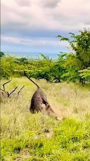 Leopard attacks Hyena and they fight Shorts | #wildanimals #ytshorts #animals #leopard #hyena