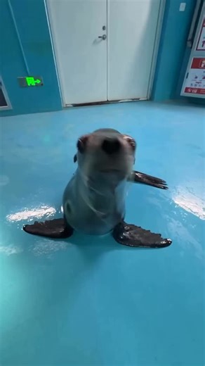 HarborSealTales on Instagram: "Sea lions use their long, sensitive whiskers to track the exact path of fish by feeling faint water trails, almost like reading underwater footprints. They also have a thick layer of blubber that helps regulate body temperature and store energy, allowing them to thrive in both cold and warm ocean environments.🦭🪸 #reels#seal #viral #explorepage #fyp"