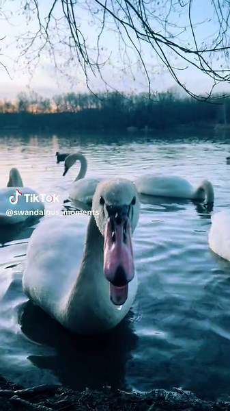 Def got their 10,000 neck twists a day ☺️🦢 #swanmodelling #swanmodel #swansoftiktok #swanlover #swansmoves
