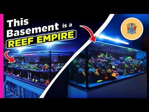 Inside the Reef of Jackson's Rainbow | A Legendary 4 Tank Coral System