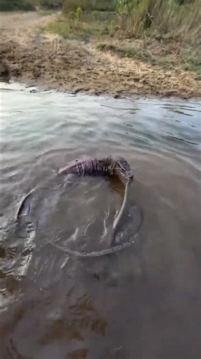 Ecosystem Indian Rat Snake vs Lizard #highlightseveryone #snakerescue #wildliferescue #ratsnake
