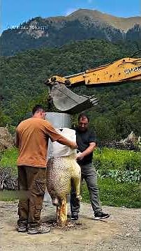 The Ultimate 🐪 Whole Ostrich Roast - ASMR Nature Cooking