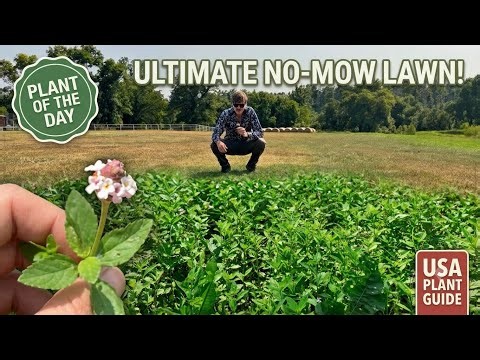 A Smarter Turf Alternative: Everything You Need to Know About Frog Fruit (Phyla nodiflora)
