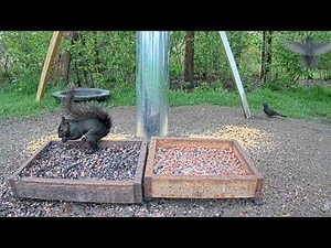 Female Mallard Visits With 13 DUCKLINGS!