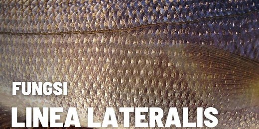 Fungsi Linea Lateralis Pada Ikan