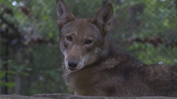Research on animal nutrition at the North Carolina Zoo