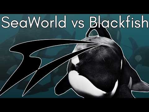 The Sinking of SeaWorld: What Happened After Blackfish