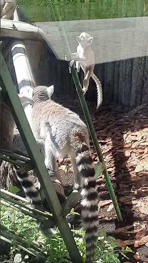 Funny Lemurs at the Zoo 🐒🐾🐵