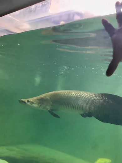 they broke everything #predatorfish #arapaimafish #monsterfish #fishkeeping #arapaima #aquarium #monsterfishkeepers #monsterfish #viral #fyp #fypシ #trending #foryoupage