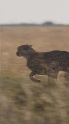 Fastest Cheetah: The Speed Demon of the Wild!