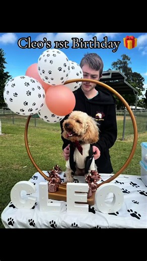 Cleo had her 1st Birthday Pawty yesterday! She had the best time withher friends xx Cleo & Theo wearign designs from Bear and Co. Code: CLEOTHEO10 for discounts x Do you think I look cute? #birthday #birthdaygirl #1stbirthday #cavoodle #celebrate #puppylove #foryou #puppytiktok #dogsoftiktok #doglover #petsoftiktok #dogfashion #cleoandtheocavoodles