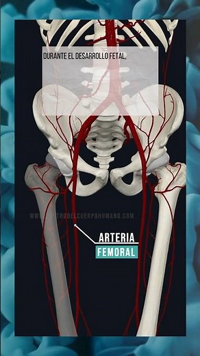 LA ARTERIA FEMORAL. #anatomía #fisioterapia #medicina #educación #cuerpohumano #arterias