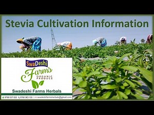 Stevia Farming Information - Step by Step Guide for Beginners - Stevia Cultivation