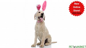 Careers | My Pet Market | United States