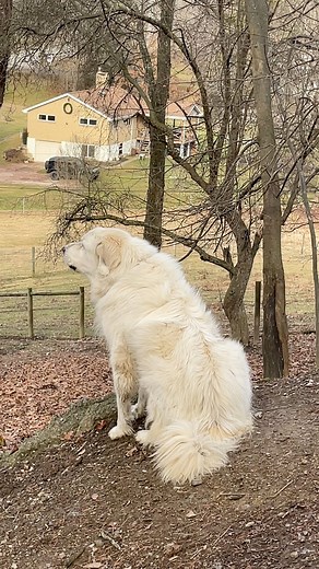 114K views · 2.7K reactions | When you’re a Great Pyrenees, you bark to protect your brethren. What exactly is Richard barking at? Honestly it could be anything, it might be everything, and there’s a strong possibility it’s at nothing.… | Hope Haven Farm Sanctuary | Facebook