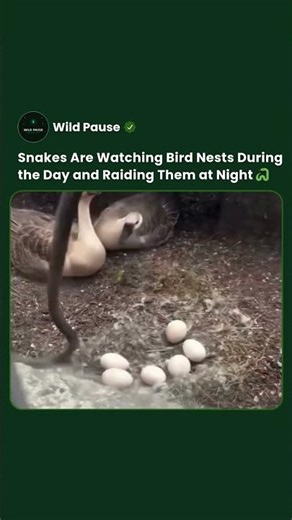 The Reason 1 in 4 Bird Nests Never Makes It Is Usually a Snake #shorts #snake #animals