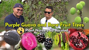 53K views · 1.3K reactions | Purple Guava and Rare Fruit Trees, Plant Nursery sa Bacolod Want to be Featured? Share your Brand Story. Messenger: Tito Jay Dimapilis CP# 09166428780 email: agreesaagri@gmail.com Facebook Page: Seedlings La castellana https://www.facebook.com/profile.php?... #agreesaagri #seedlings #purpleguava #pomegranate #mulberryfruit #mulberry #fruits #fruitfarm #berrypicking #agriculture #agribusiness #figfruit #blackberry | Agree sa Agri | Facebook