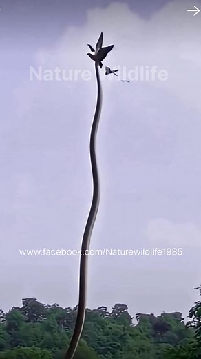 The snake hunts birds.😱🐍🕊🕊🙄 #shorts #trending #snake #birds #sky #hunts #attacks #nature #fb #wildlife #fbreels #viralreels #viral #viralshorts #viralvideo #Facebook | Animals & Birds