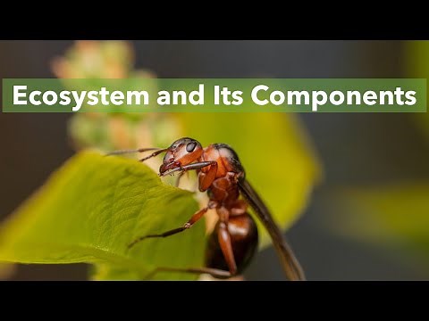 Ecosystems and its Components | What Makes Up An Ecosystem |Biotic and Abiotic | environmental study