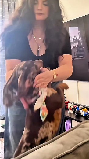 Μόνο εμένα κάνει έτσι ο σκύλος μου; 🐶 #dogshorts #σκύλοσ #funnydog #pets #funny