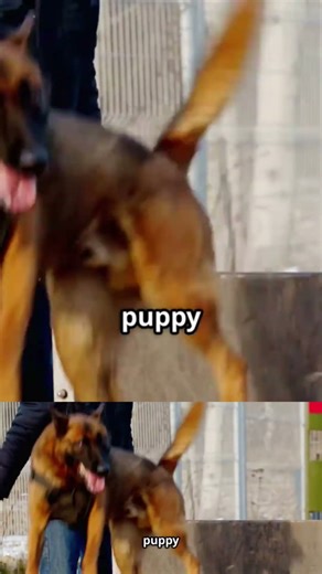 Puppy Training Simplified (Science Explains Everything) #dogtraining #puppytips