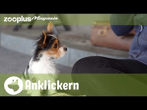 Clickertraining für Hunde: Anleitung für Anfänger | zooplus Magazin