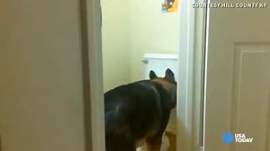 This is too awesome. http://12ne.ws/1z6juYP Most dogs only used to drink out of the toilet but now one dog has found a new use. | 12News