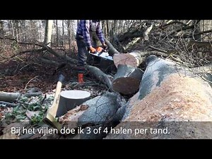 Beuk kort zagen met een kettingzaag (Stihl MS 271)
