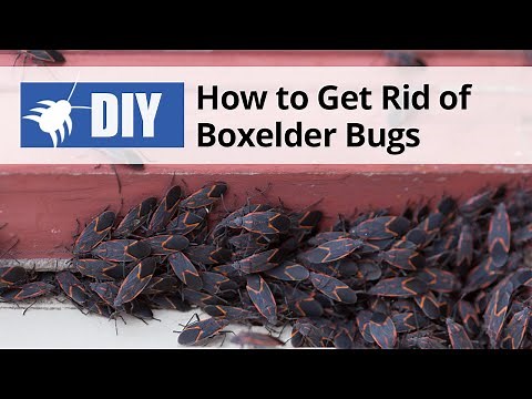 How to Get Rid of Boxelder Bugs | DoMyOwn.com