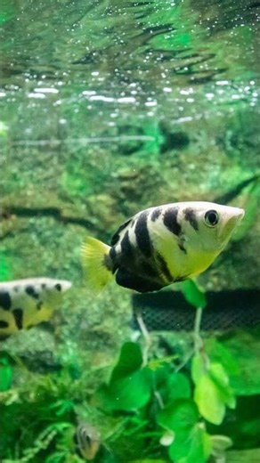 Meet the Archerfish- Nature's Tiny Sniper! #archerfish #facts #fyp #fish