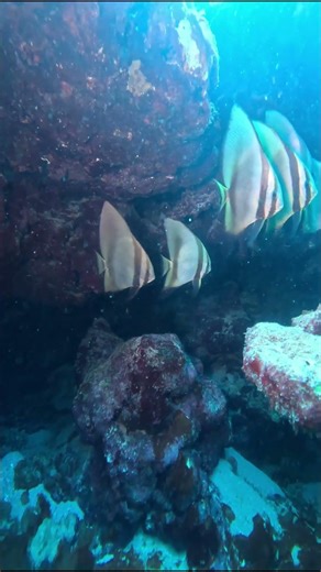 batfish #save the oceans #ecosystems #4k #asmr #shorts #aquarium #adventure #fun #nature #gopro