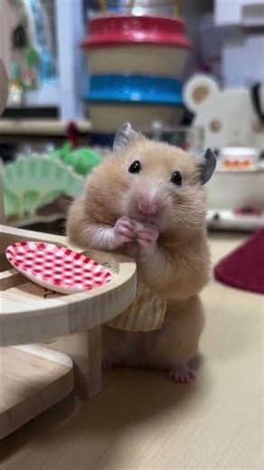 This Hamster Eats Like a Tiny Chef!