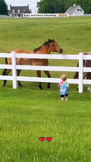 Witness the majestic beauty of a mare alongside her adorable foals. This heartwarming scene captures the incredible bond of a horse family. | Pawsitive Pooch Love