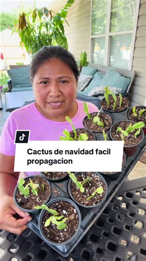 Cuidado de cactus de navidad en verano y cómo propagarlo