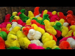 Bantam Chicks in Nature’s Spotlight | A Relaxing Video for All Ages”