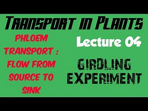 Girdling experiment - Phloem Transport : Flow from Source to Sink - Lecture 04