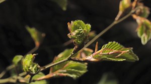 Beech leaves opening from buds | Britannica